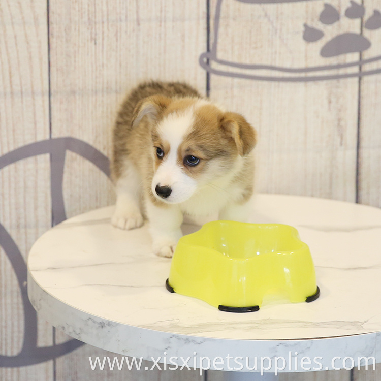 Pet Supplier Customizable New Style Water Food Eco-friendly Plastic Pet Raised Dog Bowl